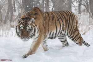 Willie stalking in the snow