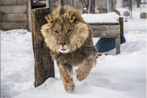 Zeus, a young lion, running through the snow at Serenity Springs Wildlife Center